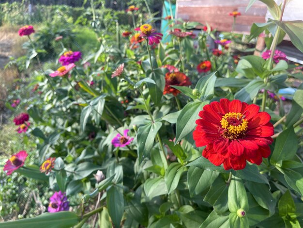 flores maravilhosas no jardim