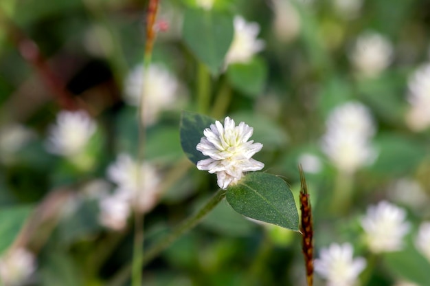 Flores de margarita blanca Gomphrena celosioides en un enfoque superficial de pradera