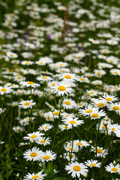 Flores de margarita blanca