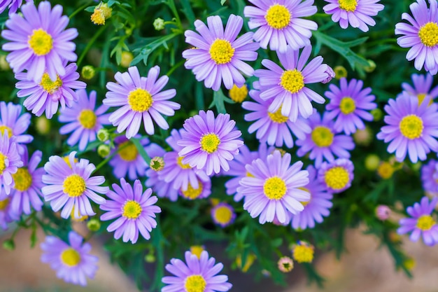 Flores de Margarita de cerca