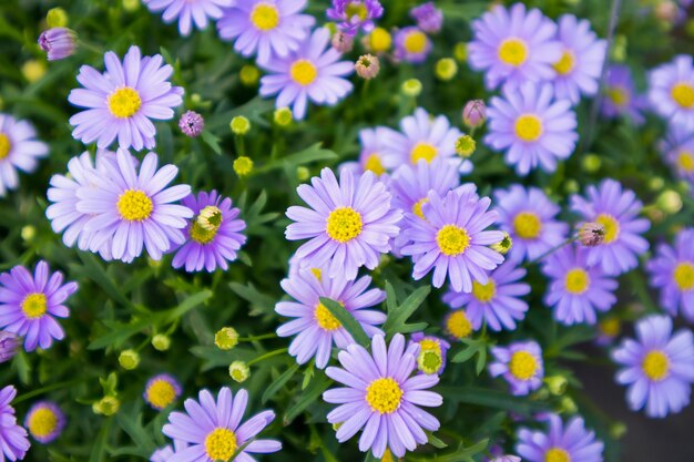 flores de margarita en flor en un campo