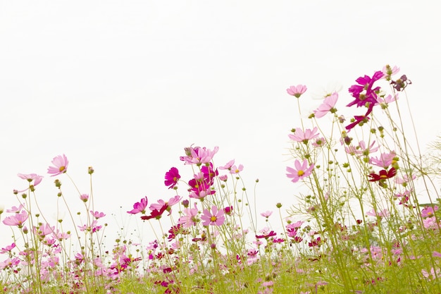 Flores de la margarita en el fondo blanco.