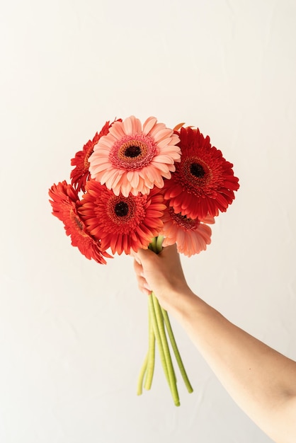 Flores de Margarita de gerbera en mano de mujer sobre fondo blanco.