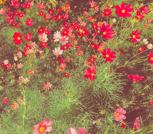 Flores de margarita en un jardín soleado