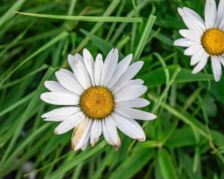 Las flores de margarita Oxeye cuando la foto fue tomada durante el día en el área de Ranu Regulo