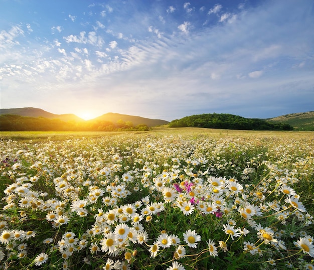 Flores de margarita de primavera en el prado hermosos paisajes | Foto  Premium