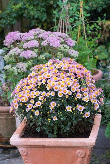 Flores de margarita rosa que crecen en un jardín trasero en verano Plantas florecientes perennes de Marguerite exhibidas en recipientes fuera de Bush de hermosas flores blancas que florecen y brotan en un patio