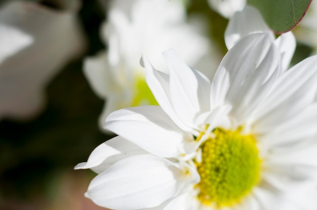 flores y margaritas con grandes pétalos y colores vivos, imagen primaveral