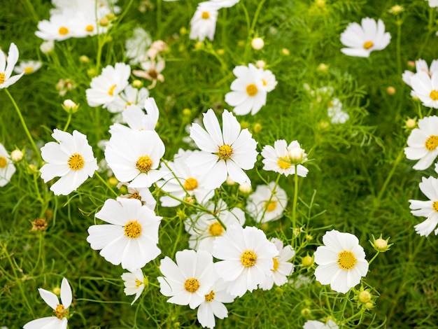 Flores de margaritas silvestres que crecen en el campo de chamomiles blancos del prado