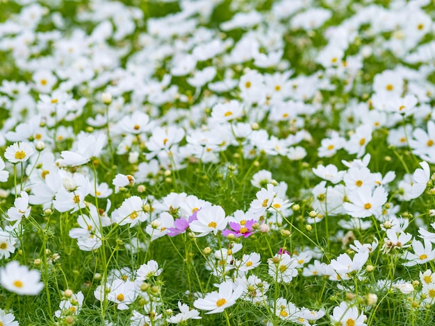 Flores de margaritas silvestres que crecen en el campo de chamomiles blancos del prado