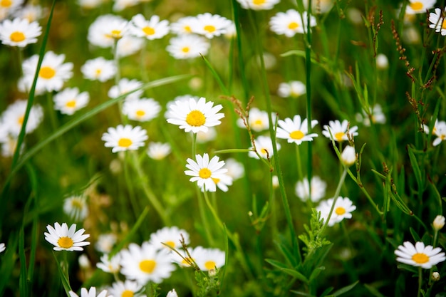 Flores de margaritas silvestres que crecen en chamomiles blancos de pradera sobre fondo de hierba verde