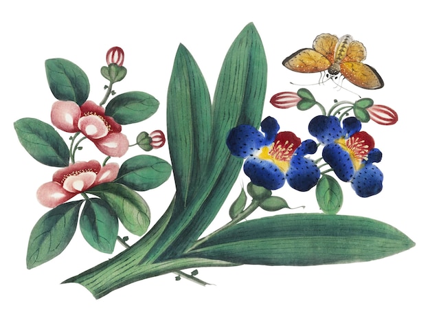 Flores mariposa pegatina png ilustración botánica de época fondo transparente