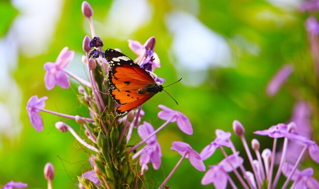 Las flores de mariposa son la libertad