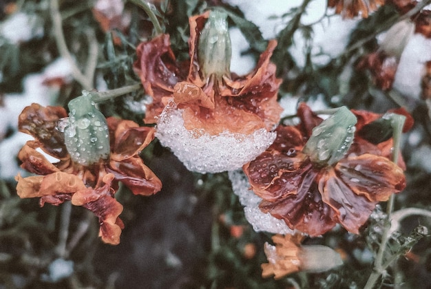 Flores marrones florecientes con pétalos cubiertos de hielo de nieve en el día de invierno flores de primer plano chernobrivtsy