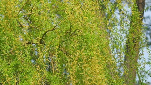 Las flores masculinas del sauce llorón gran árbol hermoso de cerca