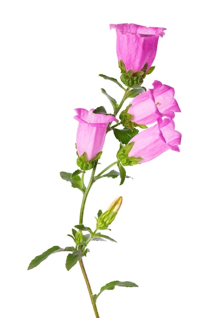 Flores médias da campânula isoladas no fundo branco Flores cor-de-rosa Sinos de Canterbury ou flor de sino