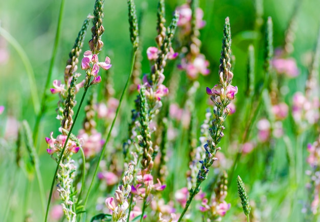 Flores medicinais de campo-de-rosa