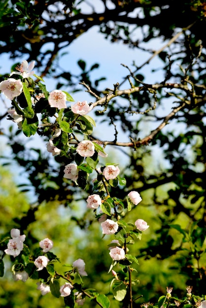 Flores de membrillo frescas con gotas de agua después de la lluvia en un día soleado