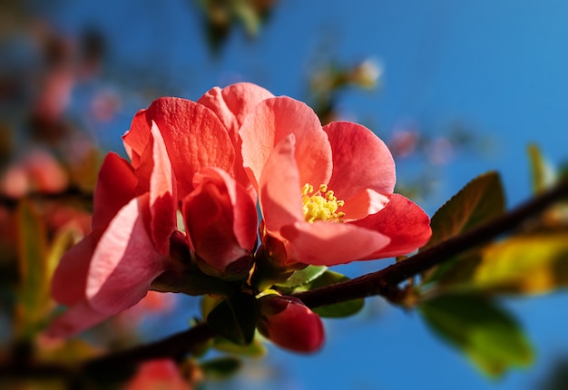 Flores de membrillo japonesas