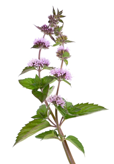 Flores de menta aisladas sobre fondo blanco hierbabuena rama de menta