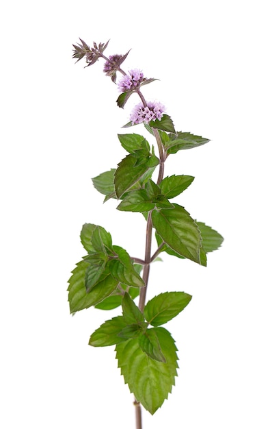 Flores de menta aisladas sobre fondo blanco hierbabuena rama de menta