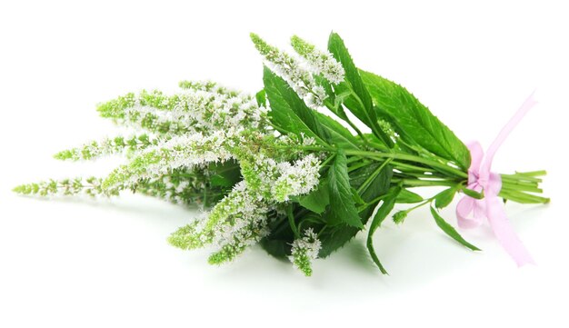 Flores de menta fresca aisladas en blanco