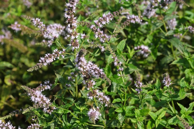 Flores de menta de hierbas aromáticas