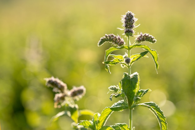 Flores de menta silvestre.