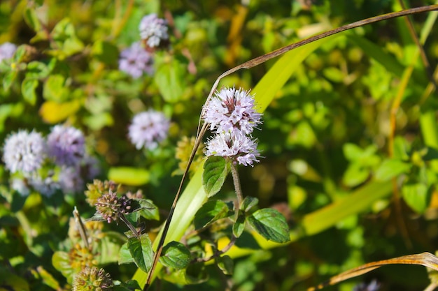 flores de menta silvestre