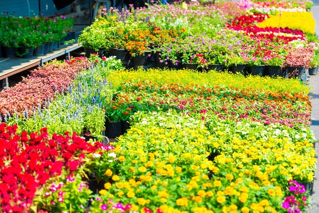 Flores en el mercado de las flores