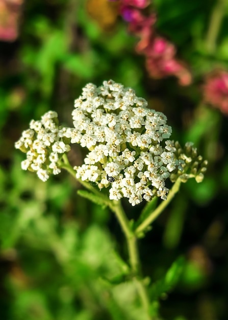 flores de milenrama blanca crecen en un jardín de flores concepto de cultivo y recolección de plantas medicinales