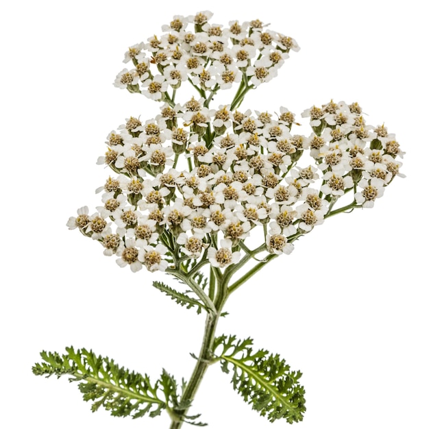 Flores de milenrama lat Achillea millefolium aislado sobre fondo blanco.