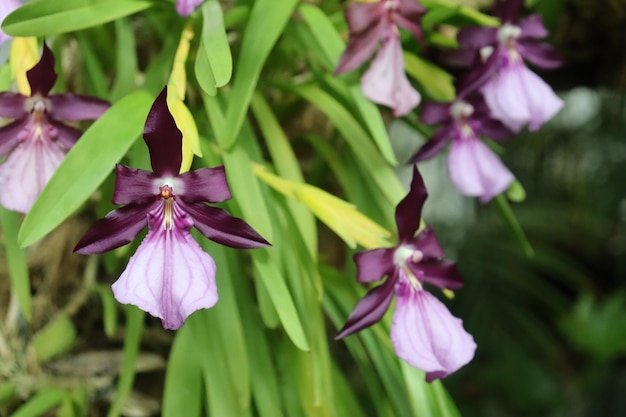 Flores de Miltonia moreliana, orquídea tropical morada y blanca