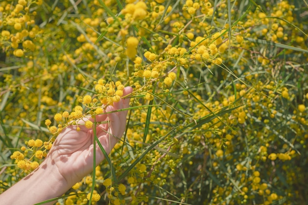 Flores de mimosa amarilla iluminación natural una mano femenina sostiene una rama de un arbusto en flor Postal para el día de la mujer o la naturaleza natural de pascua