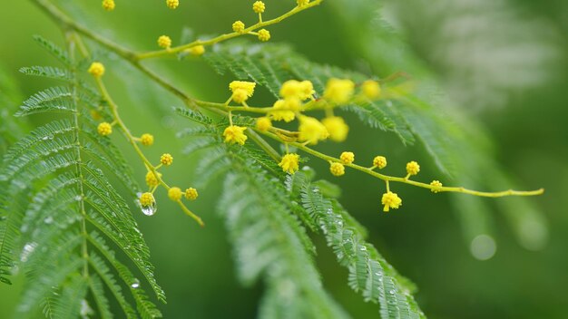 Foto flores de mimosa amarillas o acacia dealbata floreciendo en el árbol de primavera árbol de mimosa de flores doradas amarillas