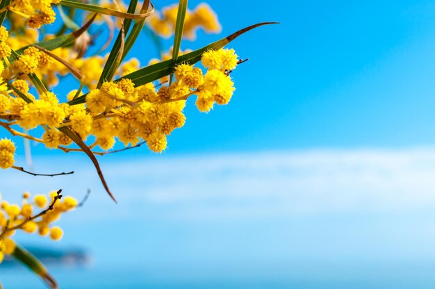 Flores de mimosa bajo un cielo azul