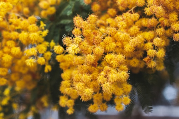 Flores de mimosa de primavera