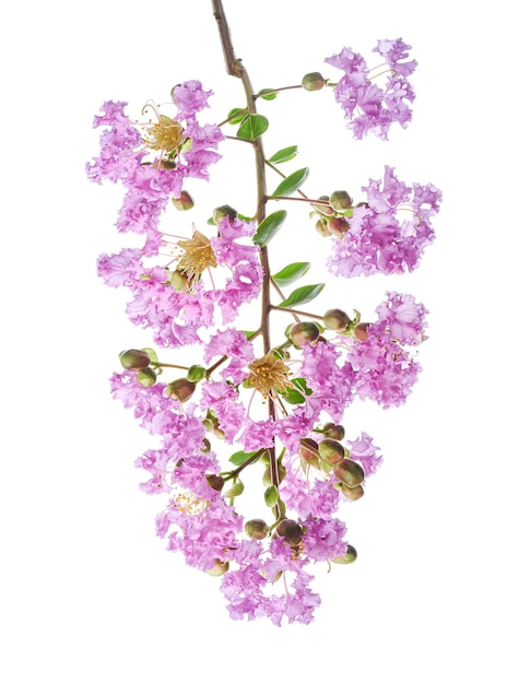 Flores de mirto crepe púrpura Lagerstroemia indica Flores púrpuras aisladas sobre un fondo blanco