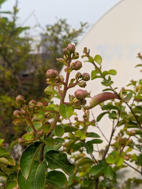 Foto flores de mirto rosa crepe en maceta