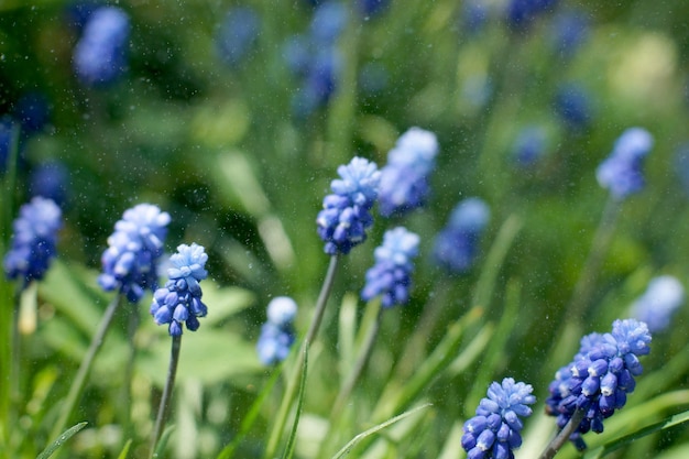 Las flores de Miscuri se riegan con llovizna sobre el fondo de un césped verde.