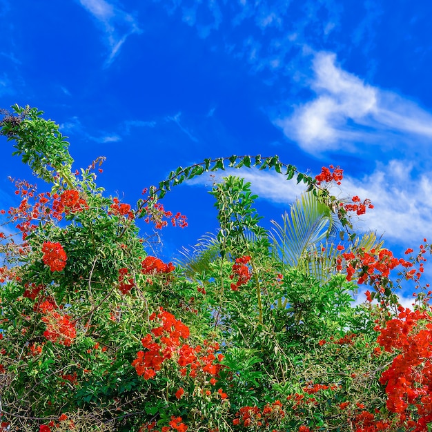 Flores de moda. Isla canario. Estado de ánimo de floración