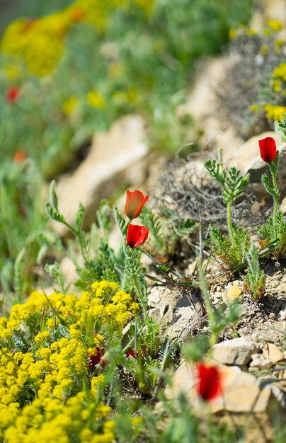 Flores de montaña Amapolas y alyssum entre las piedras Imagen con enfoque selectivo