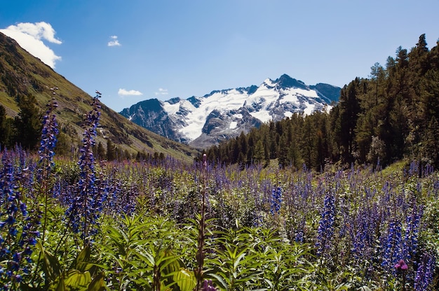 Flores de montaña sobre un fondo de una cordillera