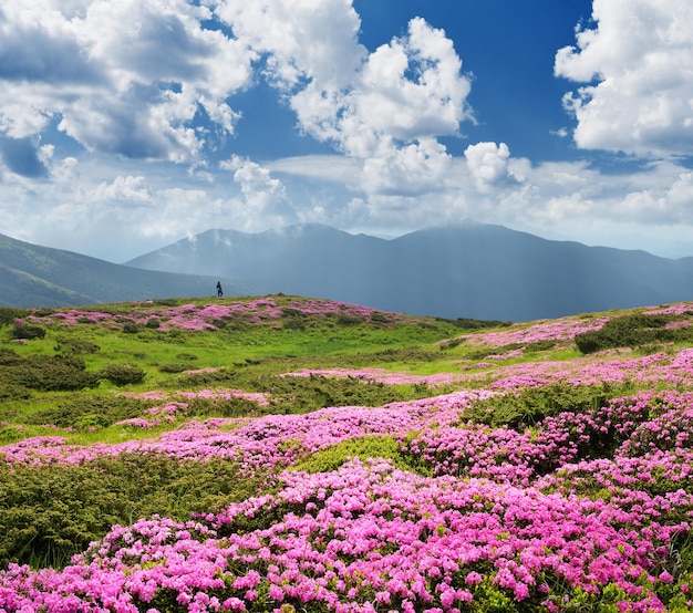 Flores en las montañas Paisaje de verano en un día soleado