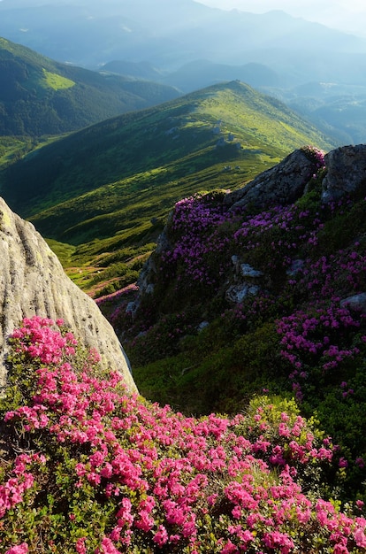 Foto flores en las montañas