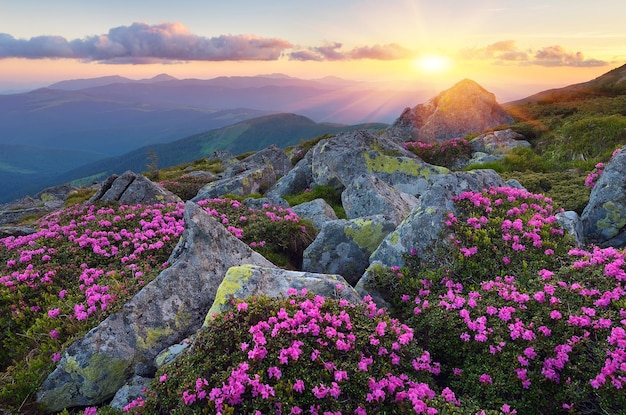 Flores en las montañas