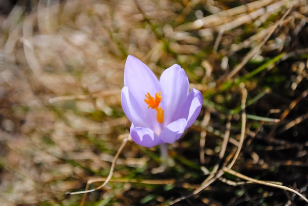 Flores en montenegro.