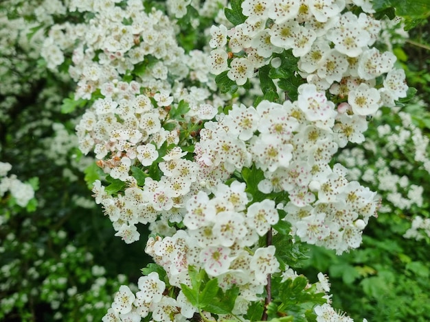 Flores de Montículo de Nieve de Verano