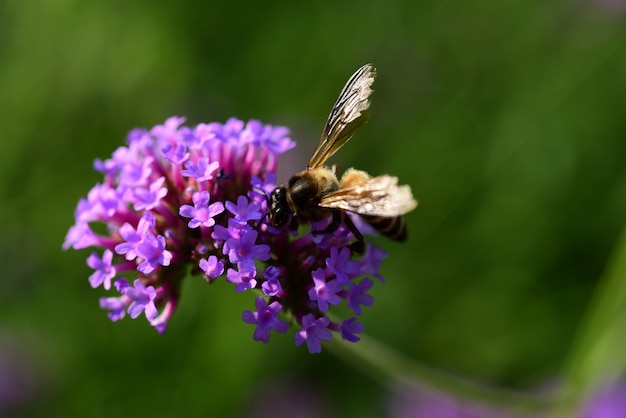 Flores moradas y abejas