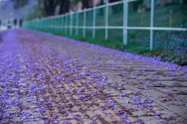 Flores moradas en una acera